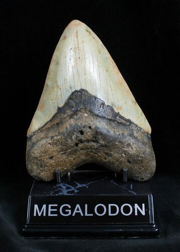 Beautiful Inch Megalodon Tooth #1668